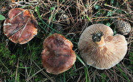 Tricholoma batschii 2 Mushroom