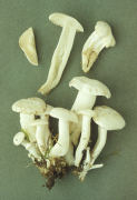 Lyophyllum connatum2 Mushroom