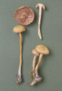 Laccaria bicolor 3 Mushroom