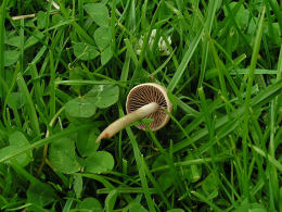 Agrocybe pediades2