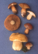 Suillus variegatus2 Mushroom