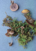 Baespora myriadophylla Mushroom