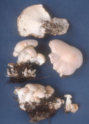 Oligoporus obductus Mushroom