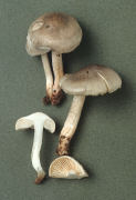 Tricholoma saponaceum4 Mushroom
