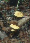 Tricholoma sulphureum field Mushroom