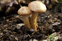 Cortinarius bolaris 2