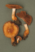 Cortinarius bulliardii Mushroom