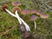 Cortinarius fulvescens GK Mushroom