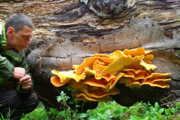 Laetiporus sulphureus   008