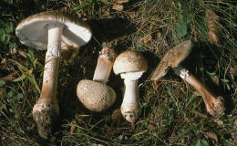 Amanita rubescens 6