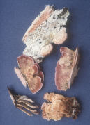 Trichaptum biforme2 Mushroom