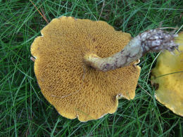 Suillus americanus 4 Mushroom