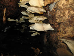Panellus serotinus