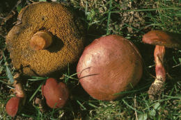 Boletus rubellus
