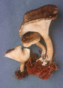 Clitocybe avellaneialba Mushroom