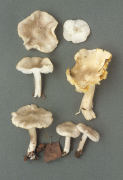 Tricholoma argyraceum3 Mushroom
