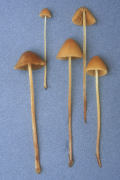 Conocybe tenera Mushroom