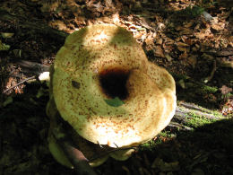 Polyporus squamosus 8