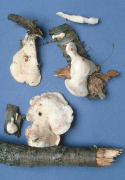 Tyromyces chioneus Mushroom