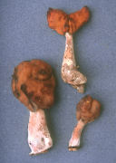 Gyromitra ambigua Mushroom