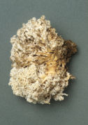 Hericium ramosum3 Mushroom