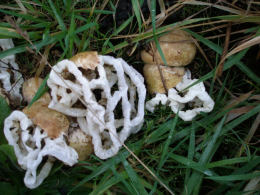 Ileodictyon cibarium  NZ2 Mushroom