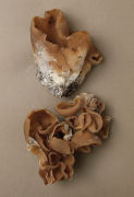 Peziza petersii Mushroom