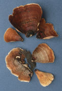 Stereum ostrea Mushroom