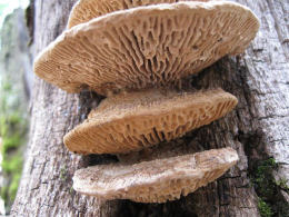 Daedalia quercina2