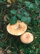 Lactarius torminosusF Mushroom