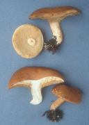 Boletus affinis var maculosus Mushroom