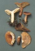Lactarius brittanicus Mushroom