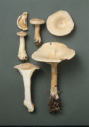 Clitocybe geotropa Mushroom