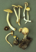 Stropharia merdaria Mushroom