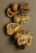 Peziza vesiculosa2 Mushroom