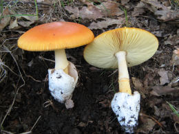 Amanita caesarea 7