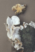 Merulius tremellosus pale form Mushroom