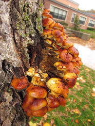 Flammulina velutipes Lynn Pepper 3