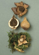 Geastrum triplex4 Mushroom