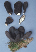 Xylaria polymorpha Mushroom