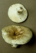 Russula aeruginea2 Mushroom