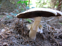 Agaricus sylvicola2