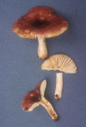 Russula puellaris2 Mushroom