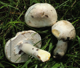 Agaricus pilatianus