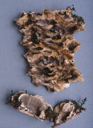 Bjerkandera adusta3 Mushroom