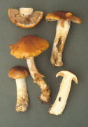 Cortinarius mucosus2 Mushroom