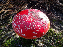 Amanita muscaria 26