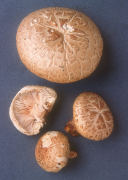 Lentinus lepideus Mushroom