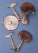 Lactarius pseudomucidus Mushroom
