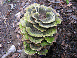 Trametes pubescens2